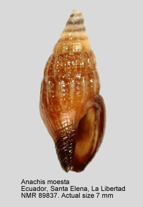 Anachis moesta.jpg - Anachis moesta (C.B.Adams,1852)